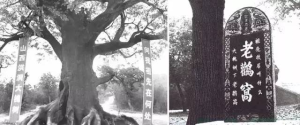 为什么北方人的祖籍都是大槐树｜大象公会-人文百科