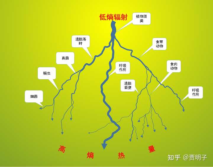进化论与熵增